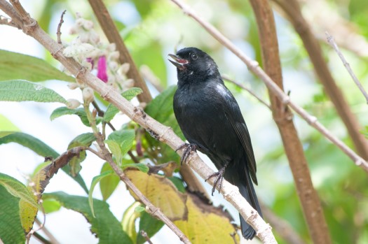 Black Flowerpiercer at Tambo Condor